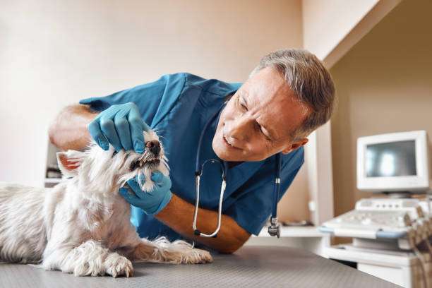 Best Emergency Treatment for Dental Infections or Abscesses in Moraga, CA